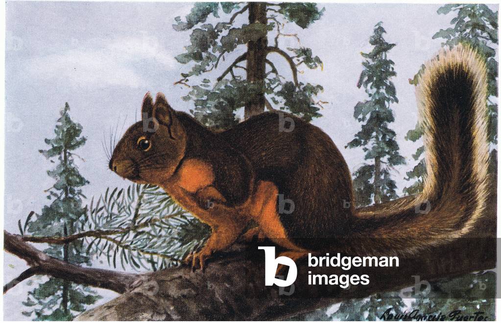 Douglas Squirrel lives amid towering evergreens