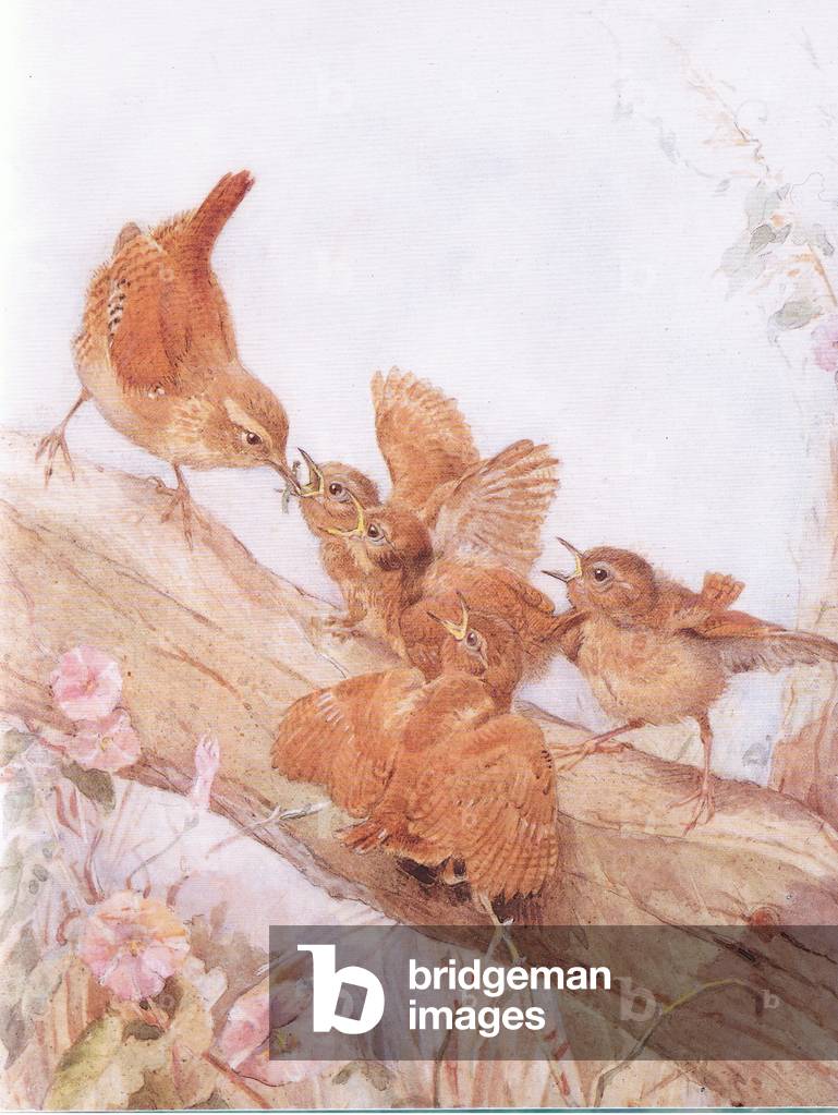 Wren feeding young (colour litho)