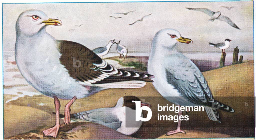 Herring Gulls and Black Headed Gulls, illustration from Liebig Trade Cards Birds of the sea and dunes, 1920's (colour litho)