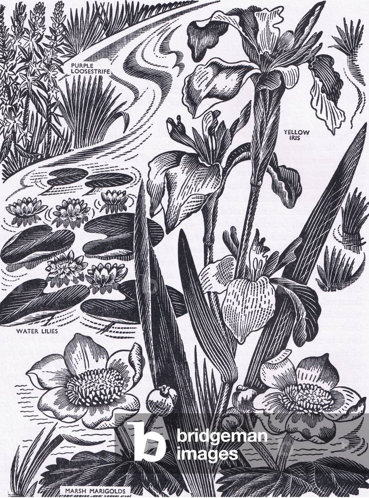Flowers of the river, illustration from The Children's Nature Book published by Odhams, 1958 (litho)