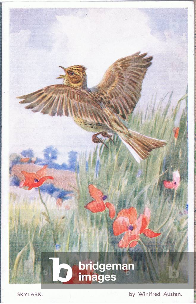 Skylark, Postcard, 1960's (colour litho)