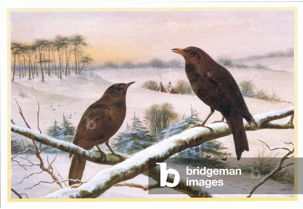 Blackbirds (colour litho)