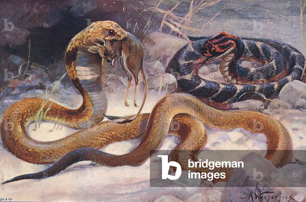 Cobra and Puff Adder, illustration from'Wildlife of the World', c.1910 (colour litho)