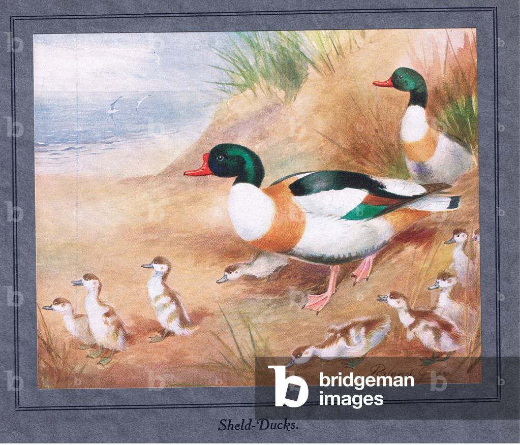 Sheld Ducks with young  (colour litho)