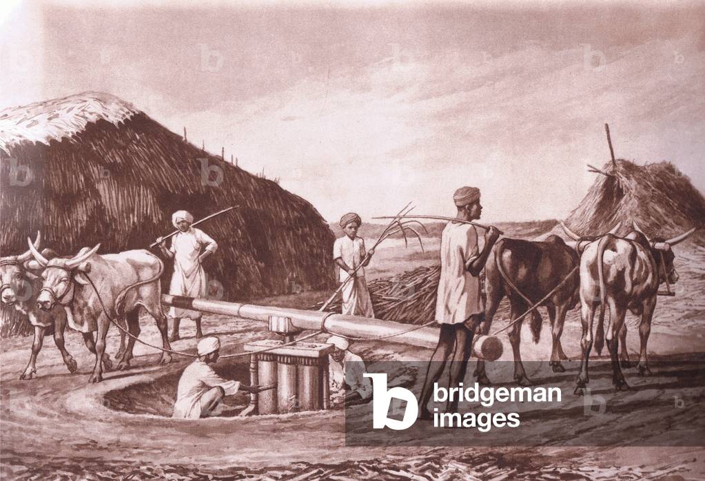 Native method of crushing sugar cane in India, from MacMillan school posters, c.1950-60s (litho)