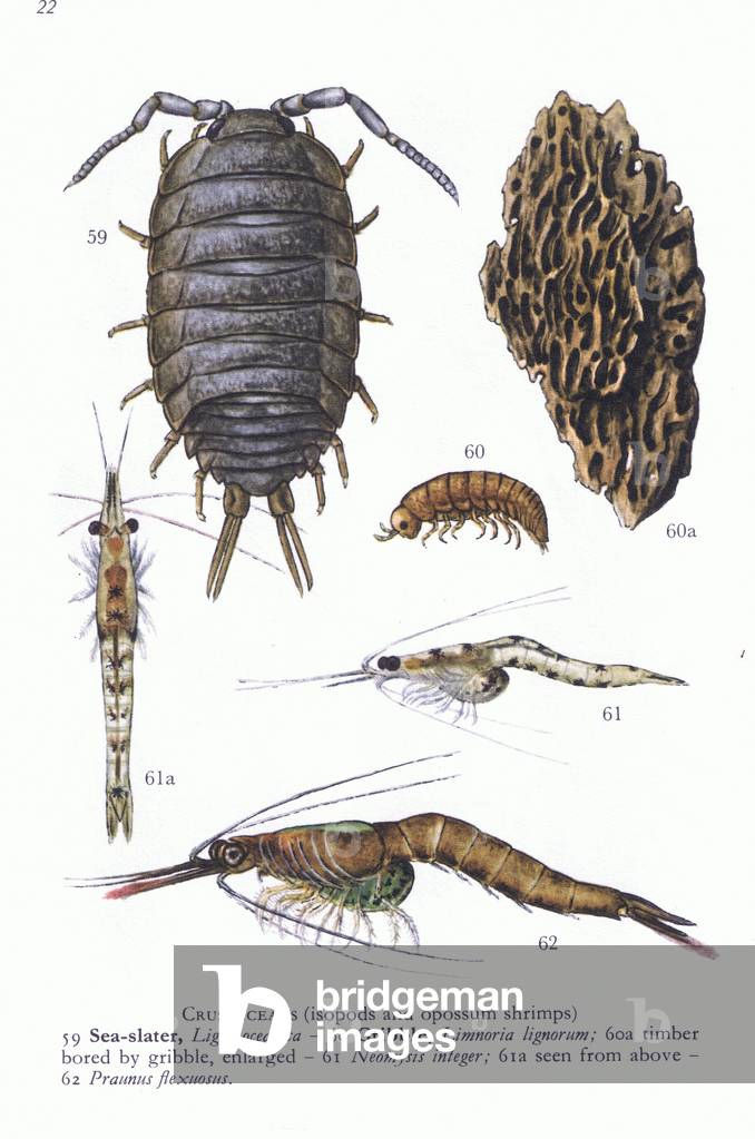 Isopods and Opossum Shrimps, from Blandford Shore Life in Colour pub.by The Blandford Press, 1969 (colour litho)