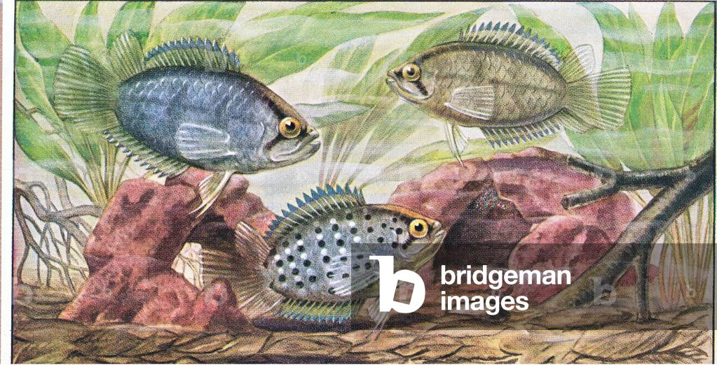 Fish that build a nest: Polycentrus Schomburgki, from colour Liebig postcard (colour litho)