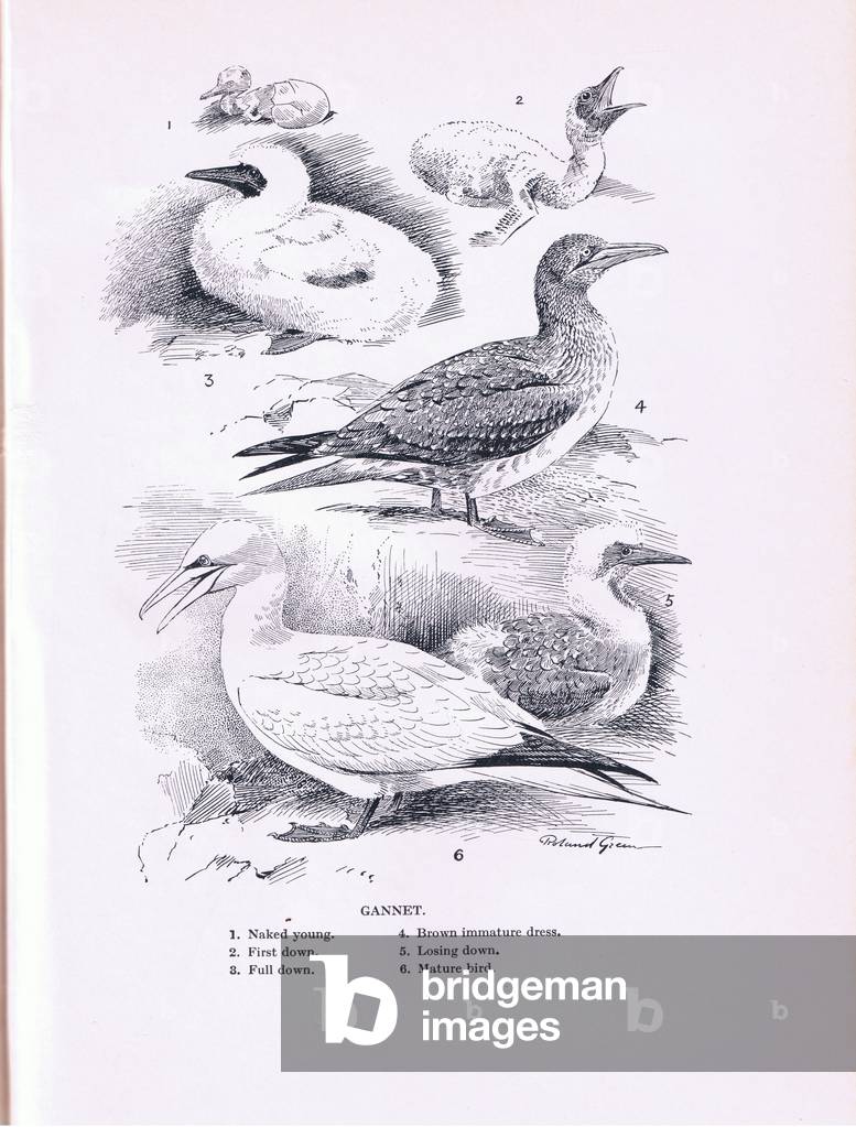 Gannet: stages to adulthood (litho)