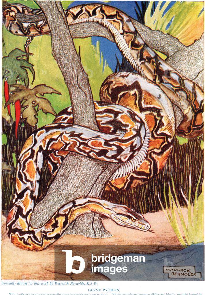 Giant Python 1926 by Warwick Reynolds