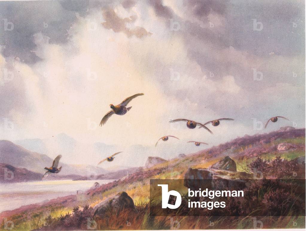 "Grouse sopra le brughiere", 20th Secolo di John Cyril Harrison