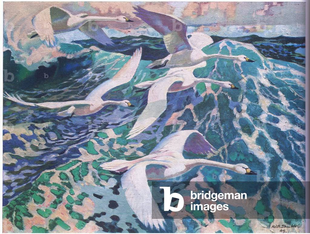 Wild Swans in the surf (litho)
