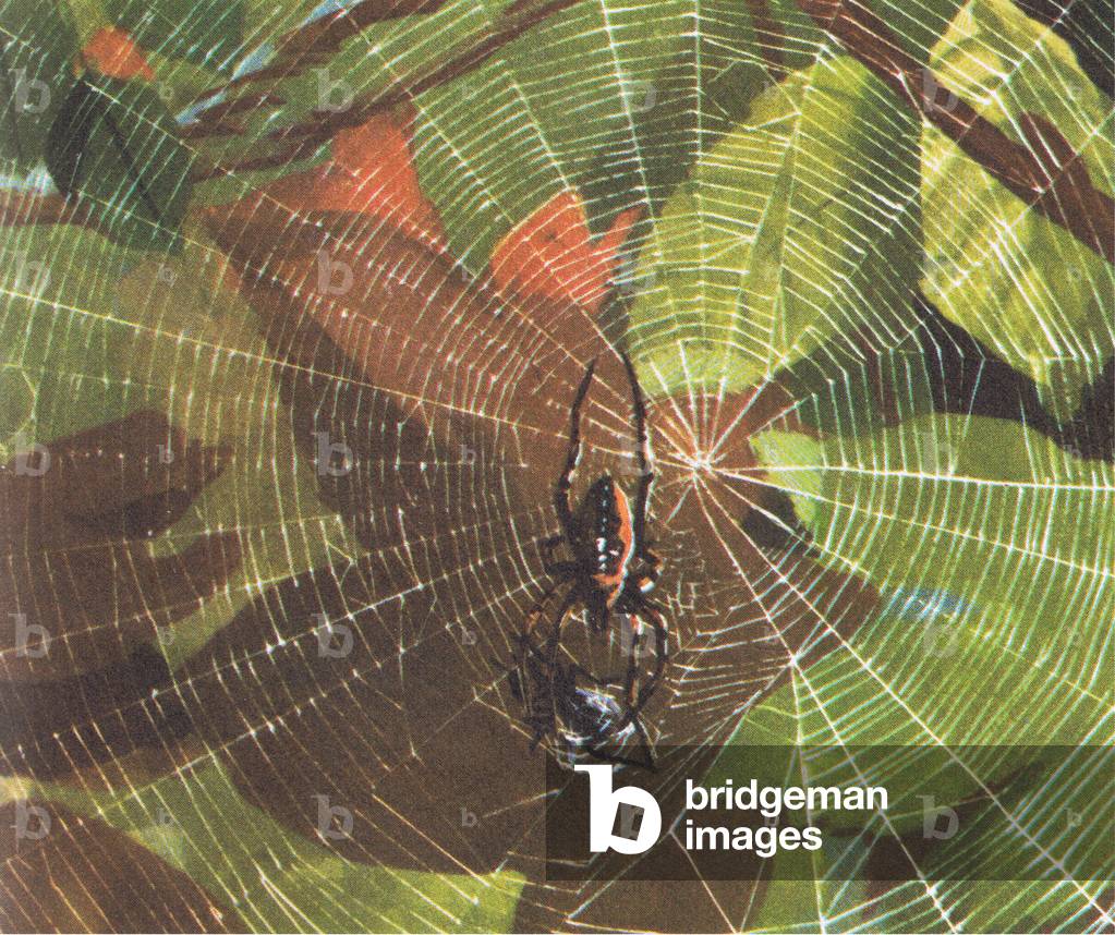 Garden spider with fly in a web, from Knowledge Magazine, 1963 (colour litho)