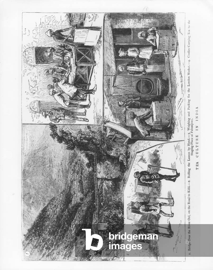 Tea Culture in India, 1883 (engraving) (b/w photo)