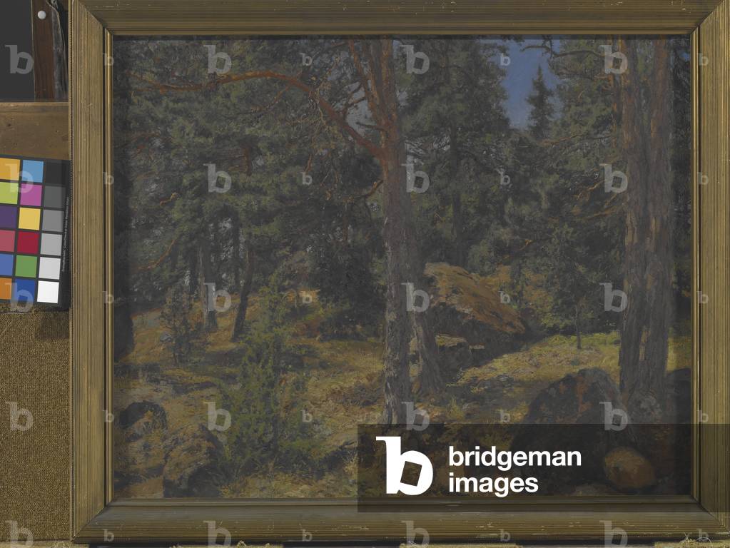 A Fir Bank (oil on canvas)