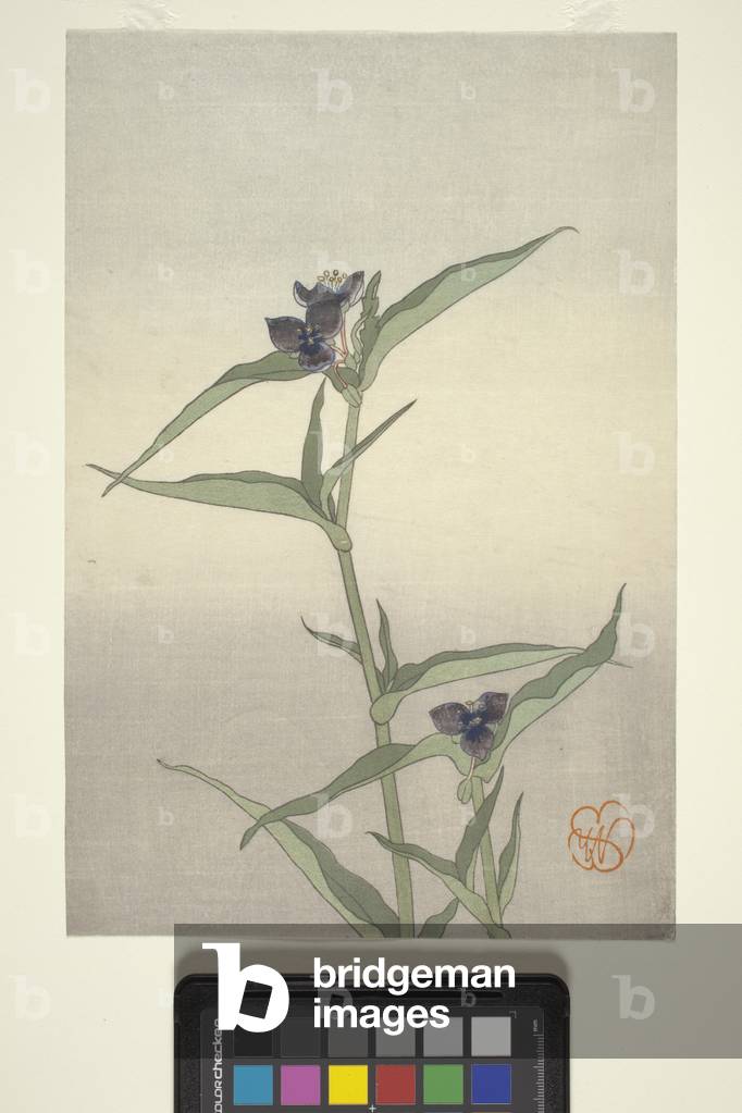 Flower Study, c.1908 (colour woodblock print)