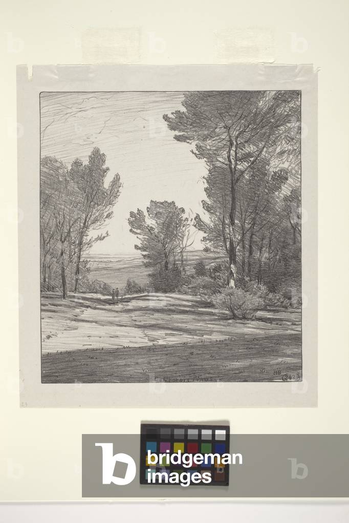 California Pines (ink on paper)