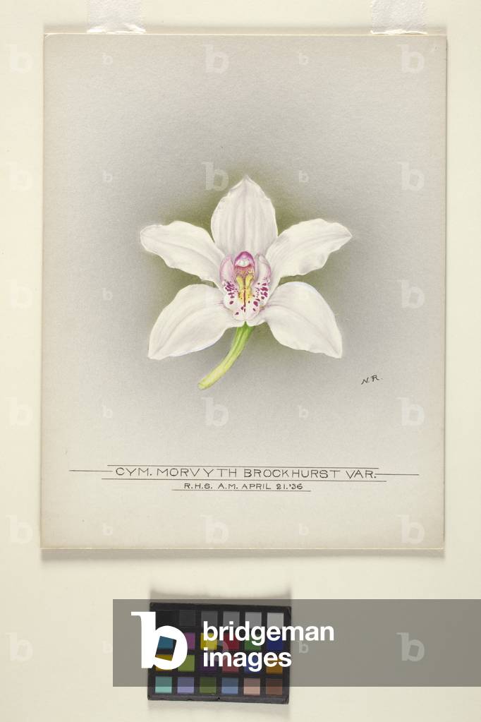 Orchid: Cymbidium Morvyth Brockhurst Var. (watercolour on whatman's water colour sketching board)