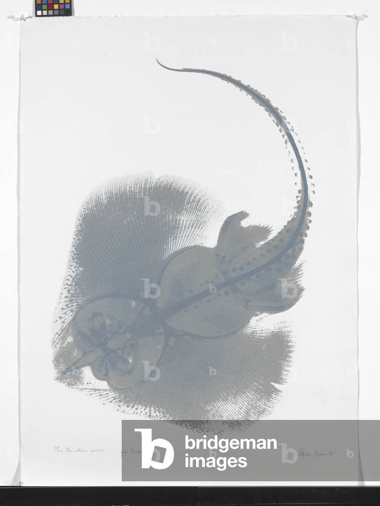 X-Ray Of A Sting Ray (screenprint on white wove arches)