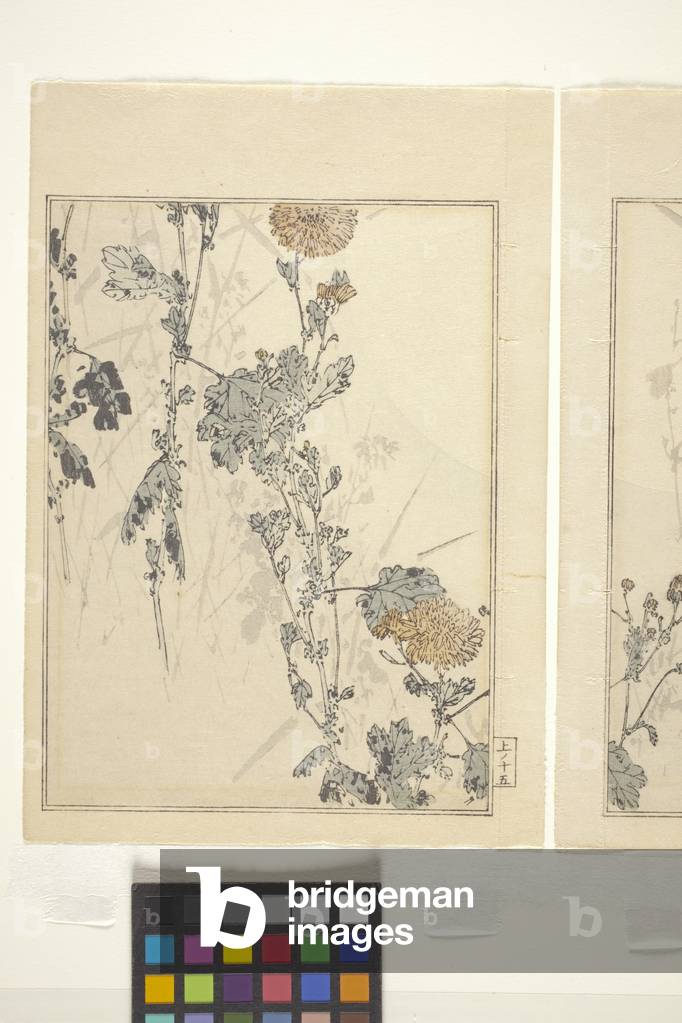 Chrysanthemums (colour woodblock print)