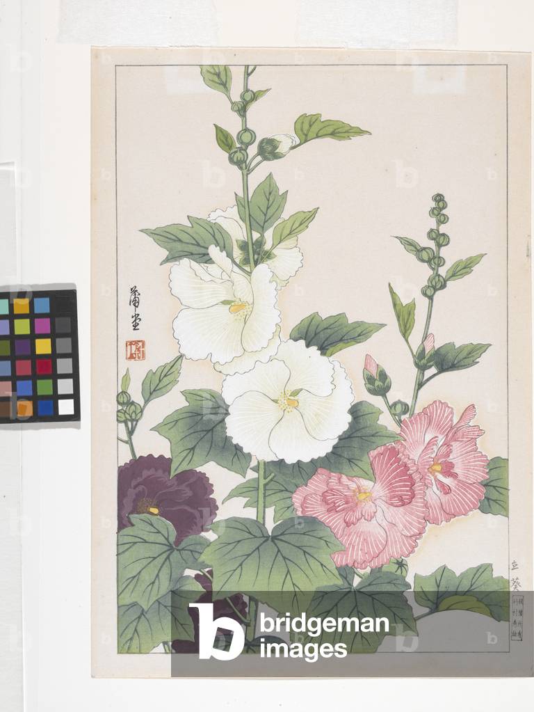 Hollyhocks (colour woodblock print)
