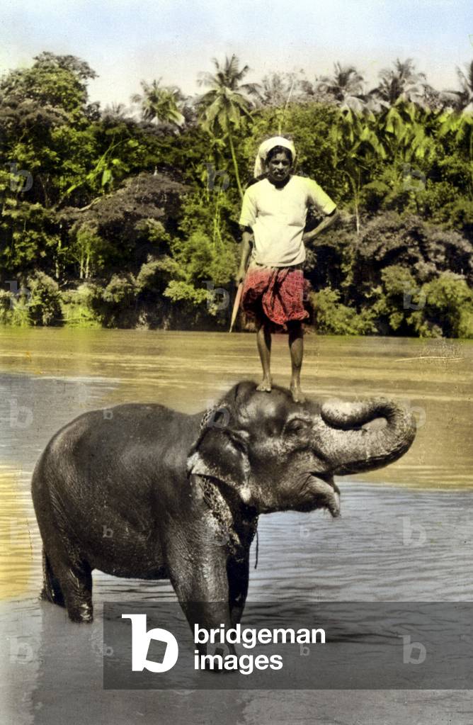 Indian standing on the head of an elephant, India. Photography around 1910