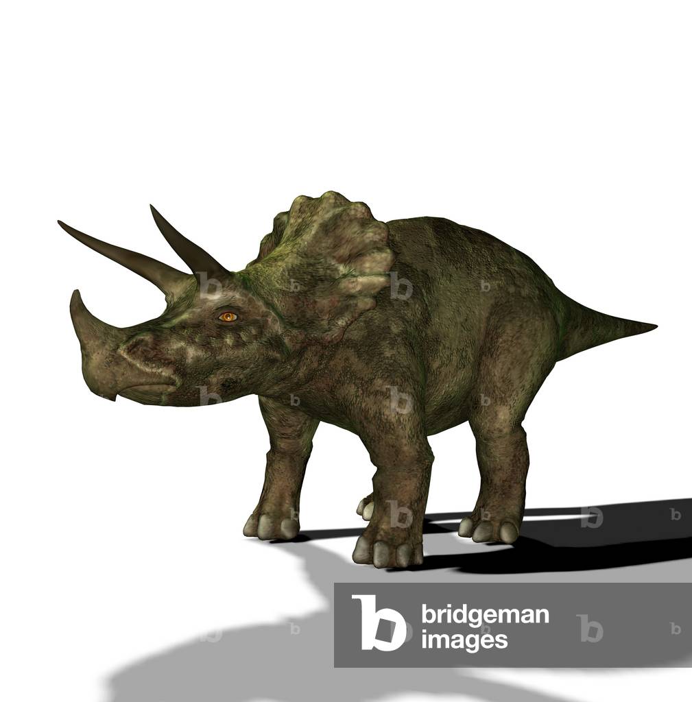 Summary Image: Herbivorous Dinosaur Triceratops Talarurus who lived in the prehistory period of the late cretatian 
