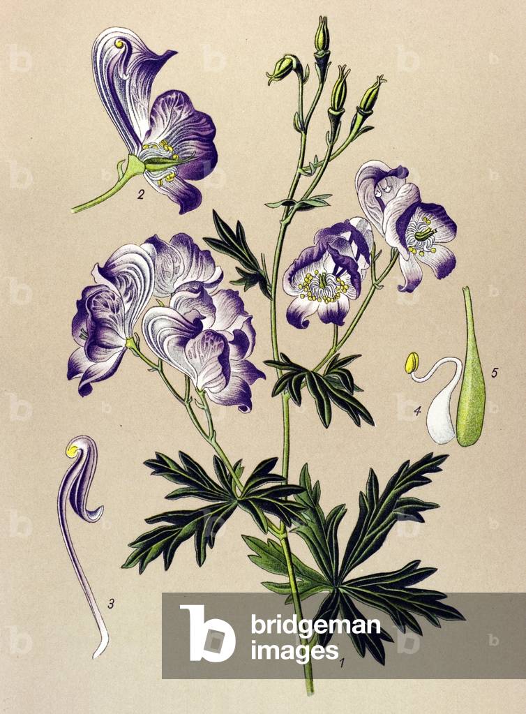 Image of Drawing depicting Botanical board. Venenous (toxic) and medicinal plant: Aconitum variegatum