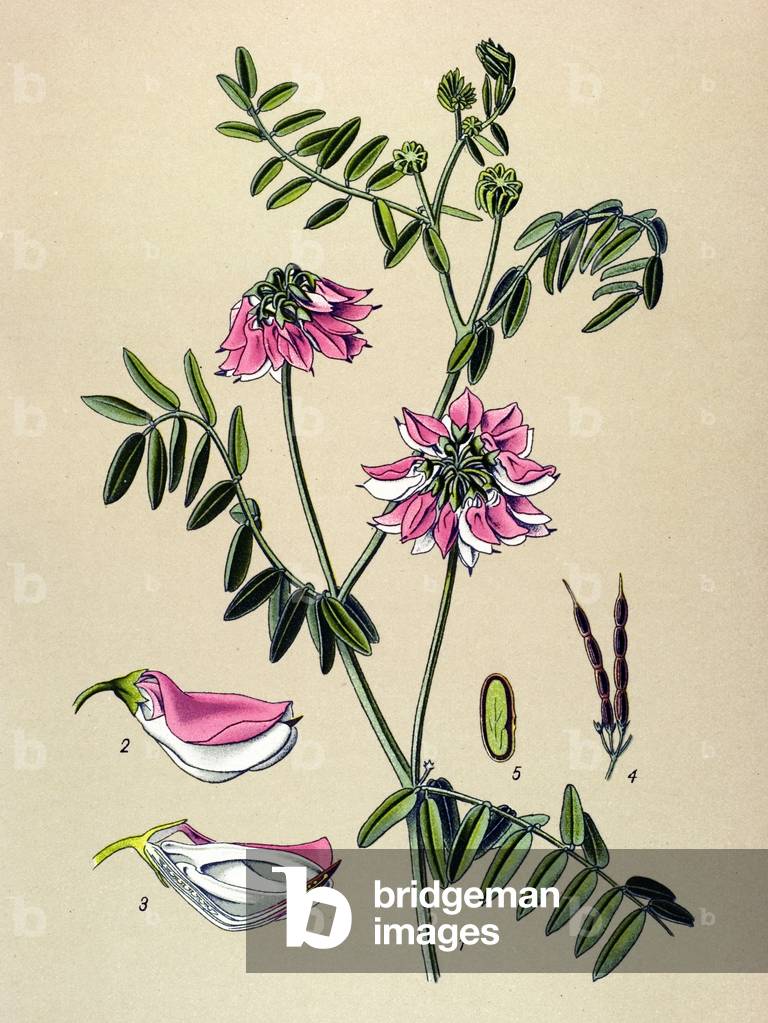 Botanical board, Plant: Coronilla bigarree (Coronilla varia)