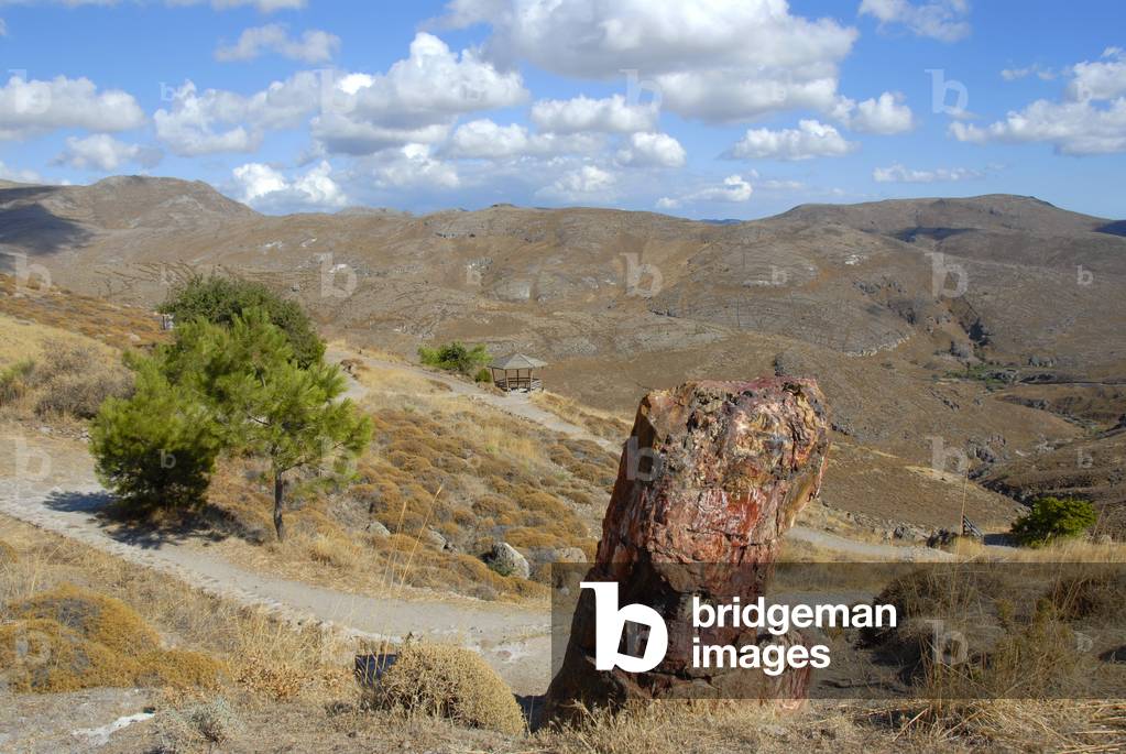 Petrified tree stump; petrified forest between Sigri and Antissa; Lesbos Island; Aegean Sea; Greece; Europe