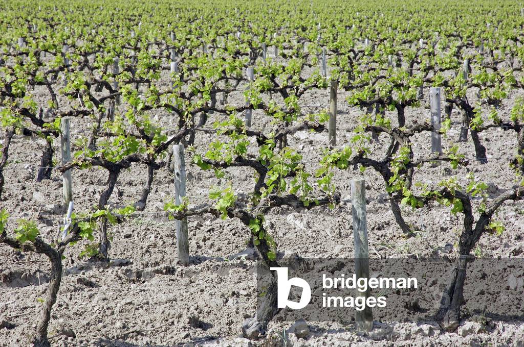 Vineyard in spring, Camargue, Gard, Languedoc-Roussillon (Languedoc Roussillon (Languedoc-Roussillon)), Southern France, France, Europe. Photography