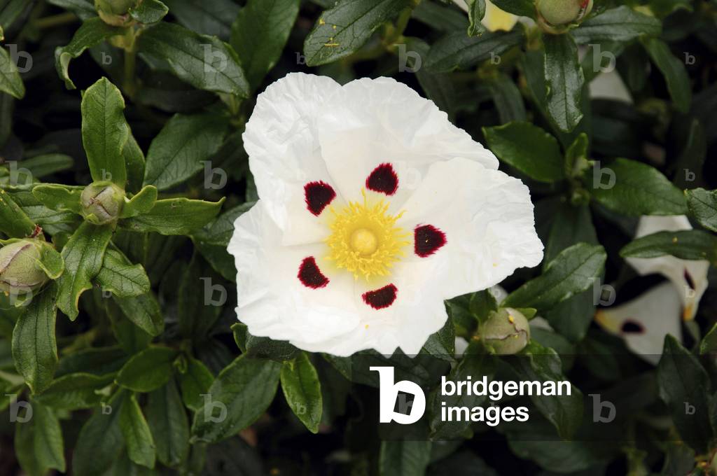 Gum Rockrose (Cistus ladanifer), Provence, Southern France, France, Europe. Photography