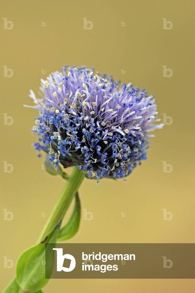 Common Globularia, Common Globe Daisy or Iberian Globe Daisy (Globularia punctata), Provence, Southern France, France, Europe. Photography