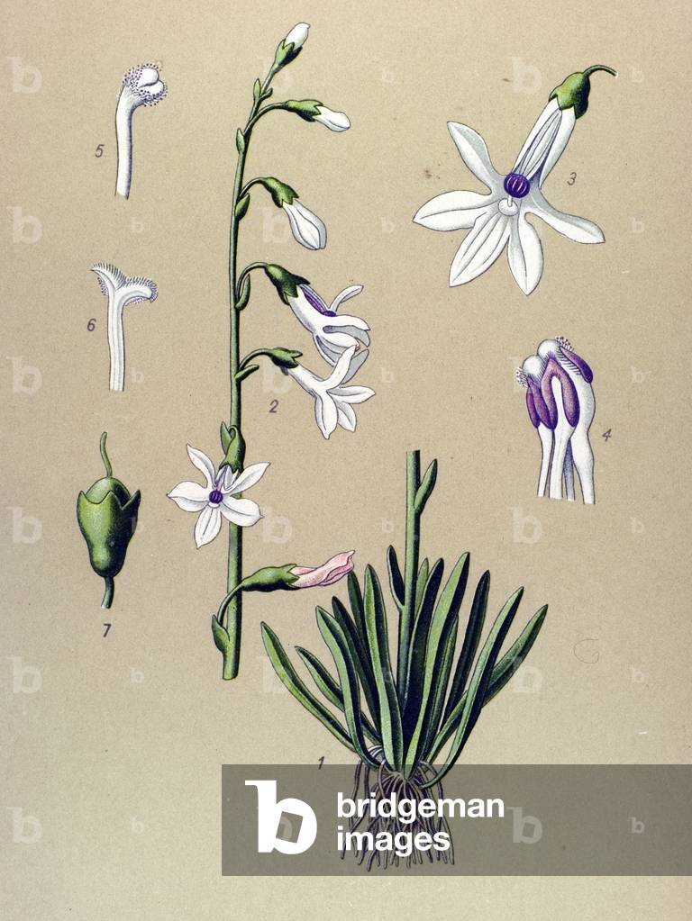 Botanical board, plant: Lobelia (Lobelia dortmanna)
