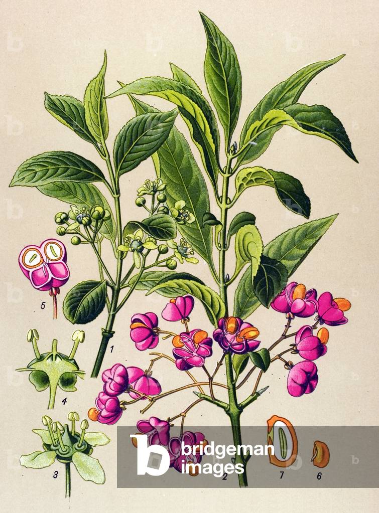 Image of Drawing depicting Botanical board