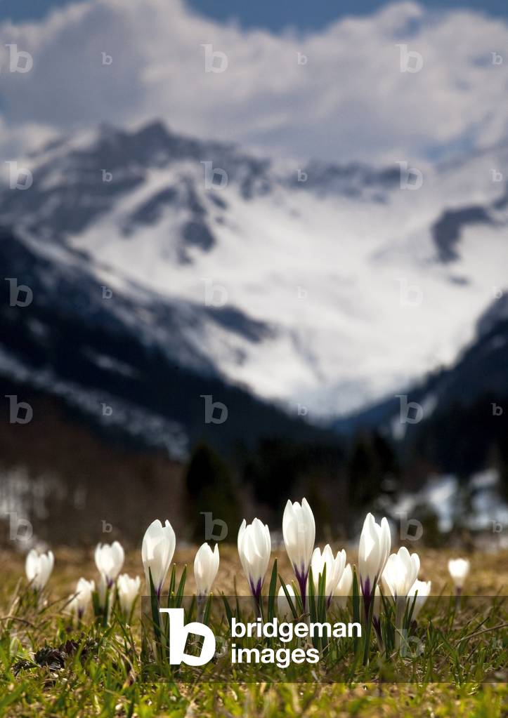 Springtime in the Alps, Liechtenstein