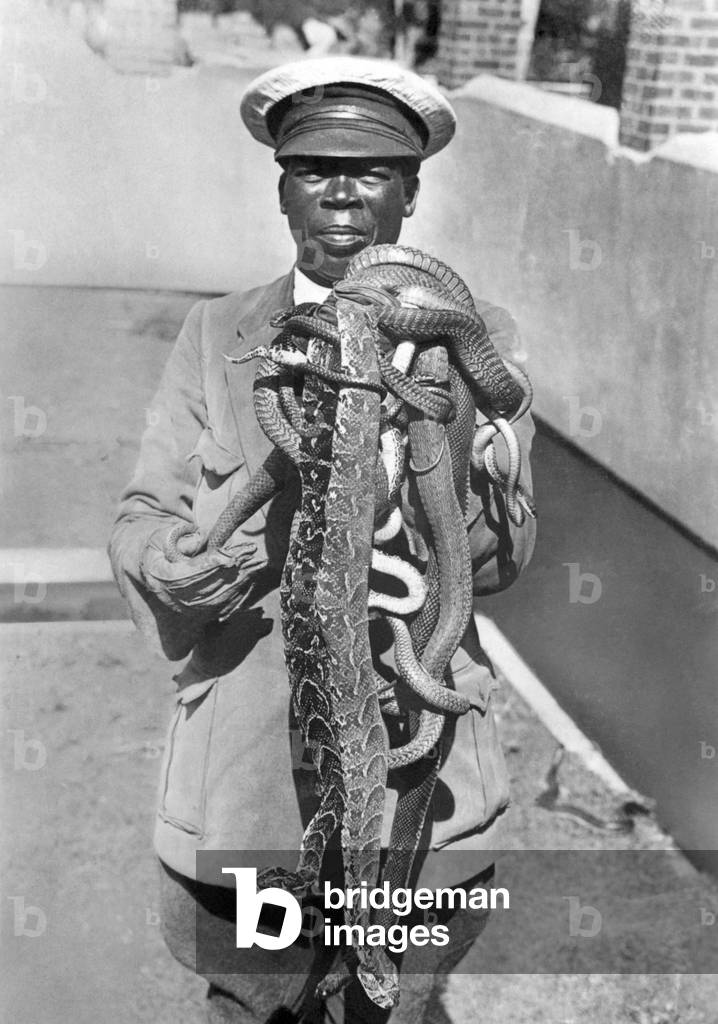 Man working in a snake farm in South Africa.