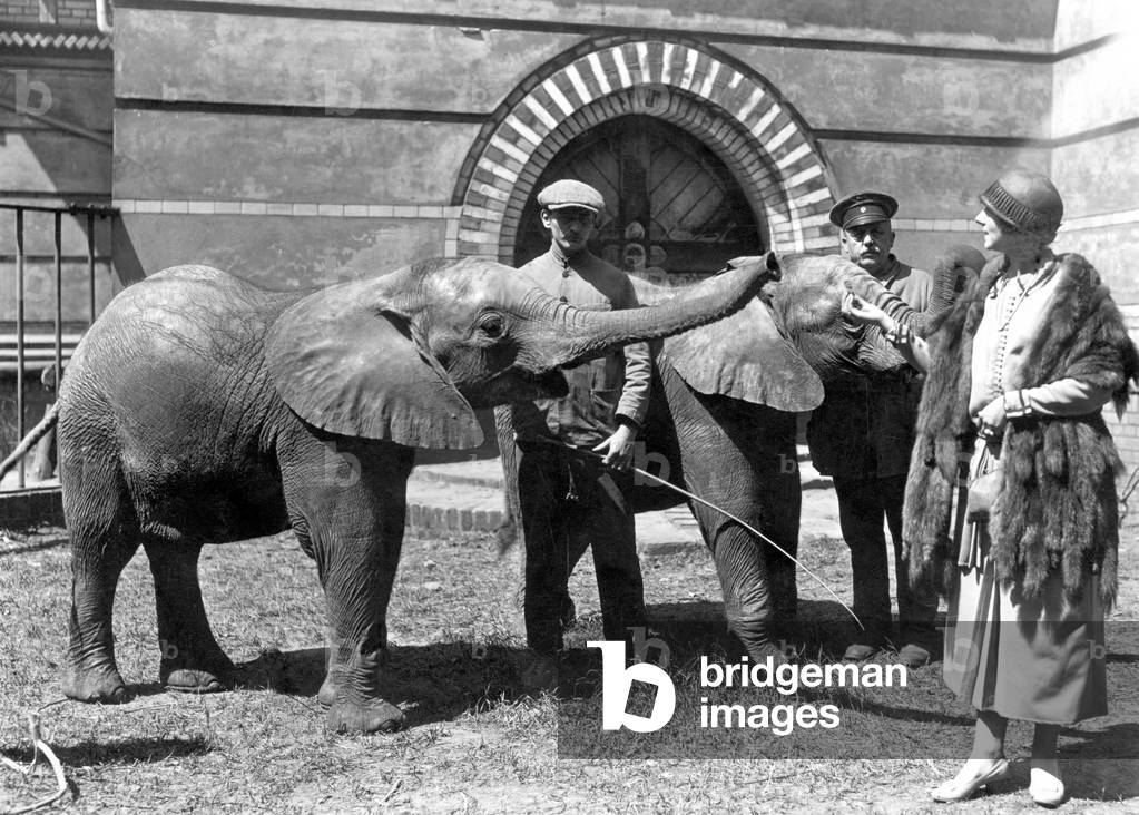 Elephantals in a zoo. Photography around 1925