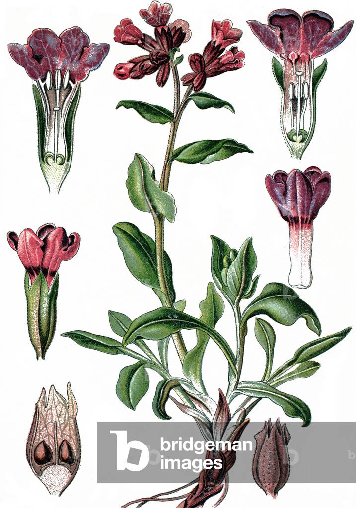 Botanical board: medicinal plant: pulmonary officinale (Lungwort or Pulmonaria officinalis). Chromolithography around 1870