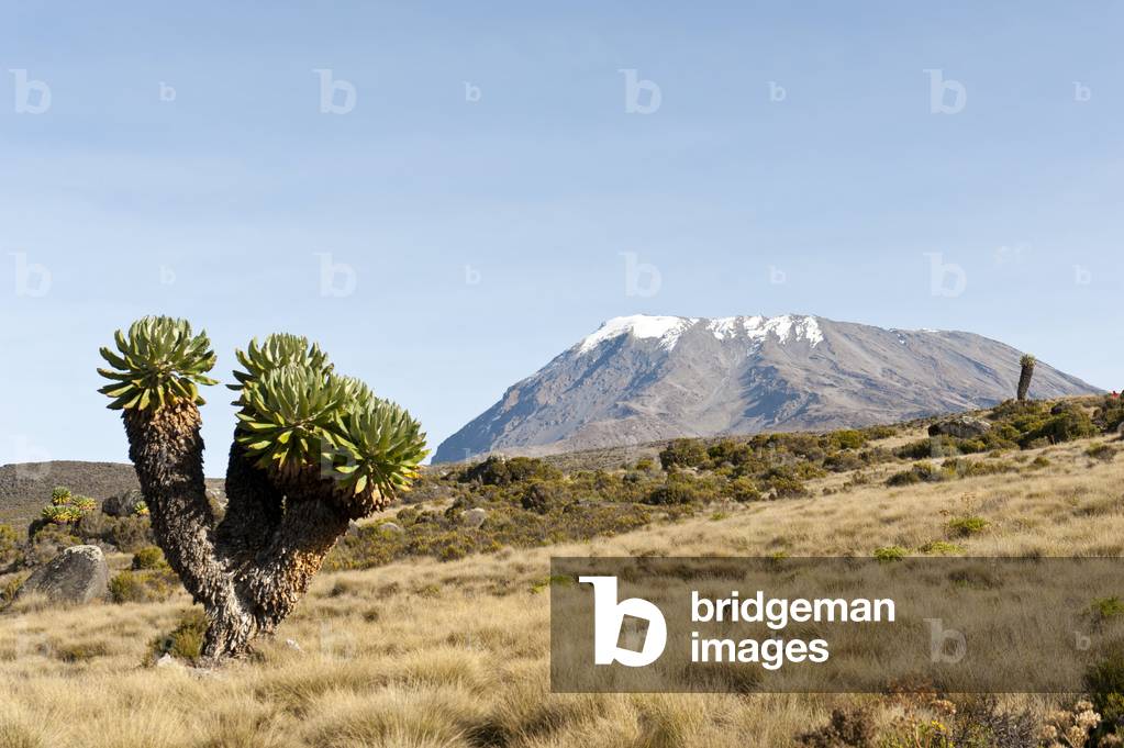 Giant Groundsel (Dendrosenecio kilimanjari; formerly Senecio spp.); at back the snow-capped Kibo summit; on the Marangu route; Kilimandscharo National Park; Tanzania; Africa