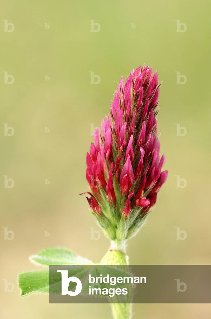 Red Trefoil Peachy Pink (Trifolium rubens), Provence, Southern France, Europe.