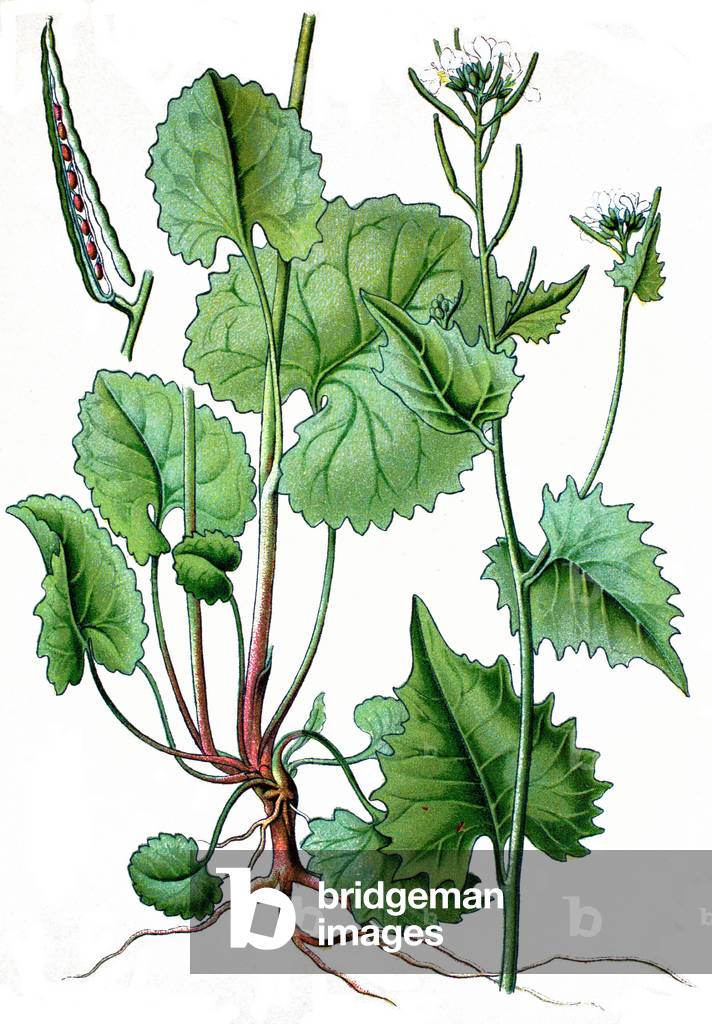 Botanical board: medicinal plant: alliary officinal or Hedge Garlic or Sisymbrium alliaria scopoli). Chromolithography around 1870