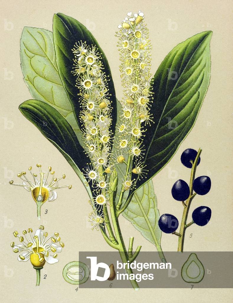 Botanical board, plant: cherry bay (Prunus Laurocerasus)