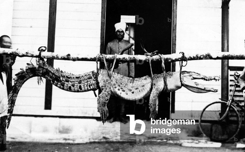 Crocodile captured in India.