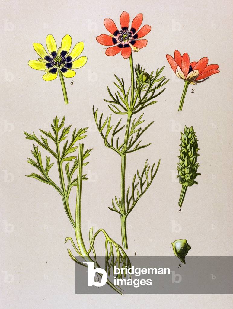 Botanical board. Venenous (toxic) and medicinal plant: Summer Adonis (Adonis aestivalis)
