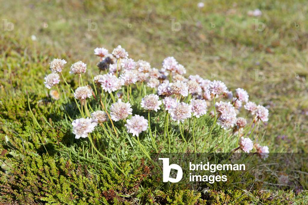 Cushion-like beach-growing Thrift (Armeria maritima) near Nupskatla; Raufarhoefn; Melrakkasletta; Iceland; Scandinavia; Northern Europe; Europe