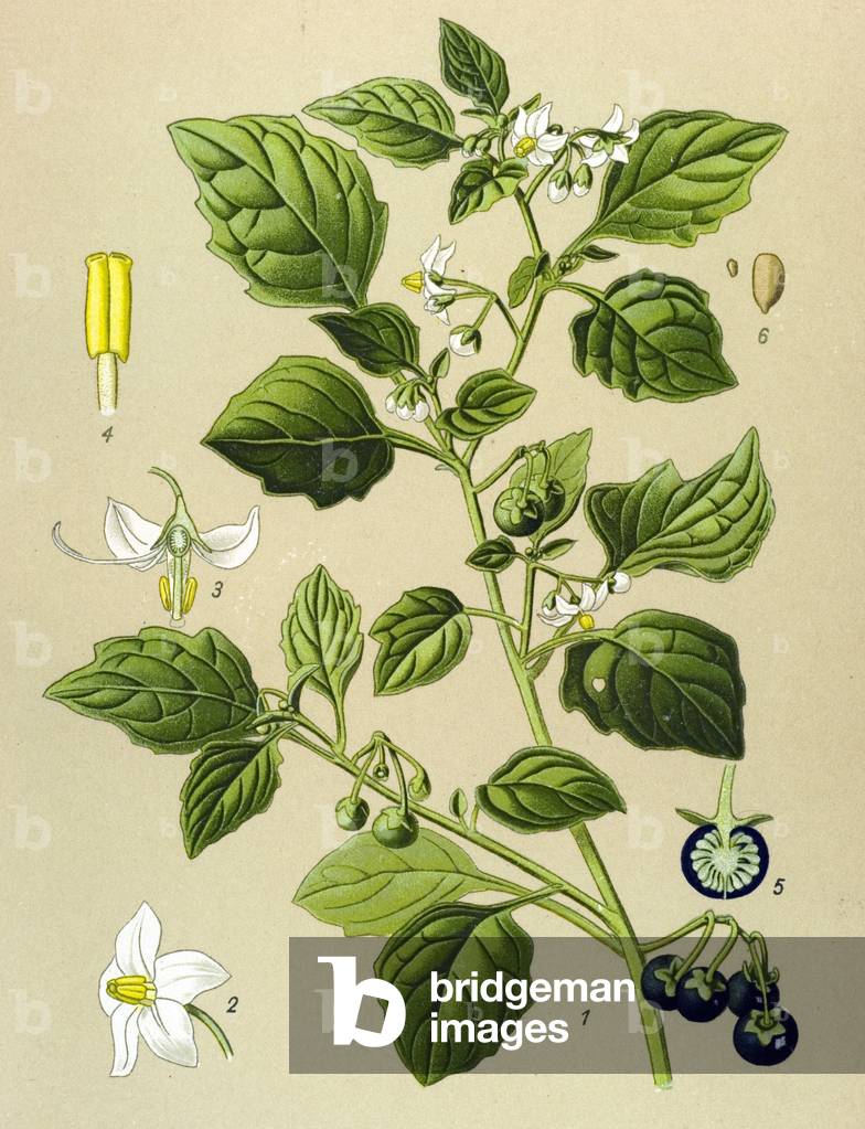 Image of Drawing depicting Botanical board