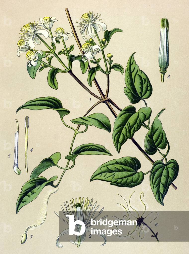 Botanical board. Venenous (toxic) and medicinal plant: Hedge clematitis (Clematis vitalba)