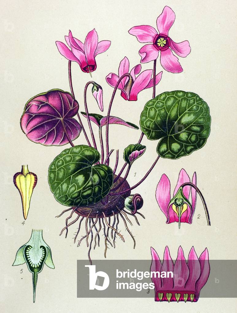 Image of Drawing depicting Botanical board