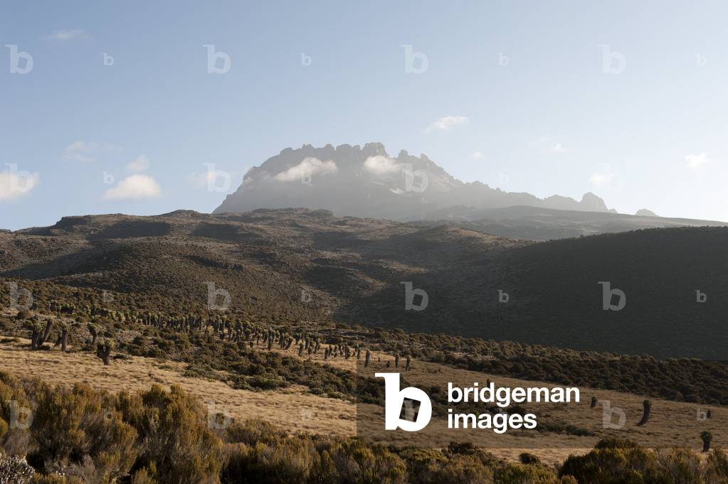 Forest of Giant Groundsel (Dendrosenecio kilimanjari; Senecio ssp.); near Camp Horombo Hut; Mount Kilimanjaro; Marangu Route; Tanzania; East Africa; Africa