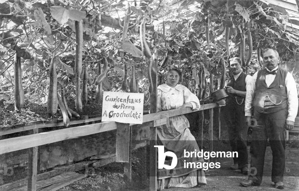 Agriculture: cultivation of cucumbers in a greenhouse.